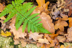Birch bracket, Piptoporus betulinus, forest floor Birch bracket, Piptoporus betulinus, forest floor
